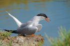 common_Noirmoutier_230622a.jpg