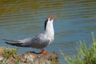 common_Noirmoutier_230622b.jpg