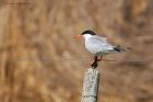 common_Noirmoutier_230622c.jpg