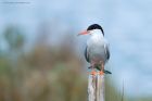 common_Noirmoutier_230622d.jpg