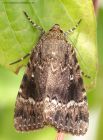 copperUnderwing_080811a.jpg