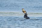 cormorant_LM_220921a.jpg