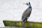 cormorant_SP_230222a.jpg