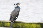 cormorant_SP_230222b.jpg