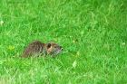 coypu_gite2_200622b.jpg