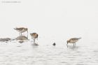 curlewSandpipers_marshside_100920a.jpg
