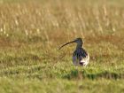 curlew_0112a.jpg