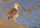 curlew_031008a.jpg