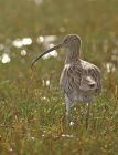 curlew_0610a.jpg