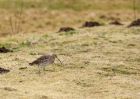 curlew_130209a.jpg