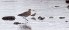 curlew_160911a.jpg