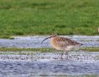 curlew_1701a.jpg