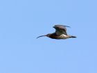 curlew_181007a.jpg