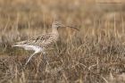 curlew_240315a.jpg