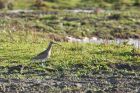 curlew_marshside_291021a.jpg