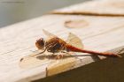 darter_HB_230823c.jpg