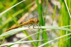 darter_HB_230823d.jpg