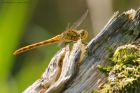 darter_HB_230823e.jpg