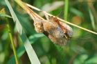 darters_HB_250823a.jpg