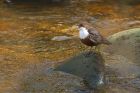 dipper_brock_240323a.jpg