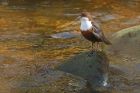 dipper_brock_240323b.jpg