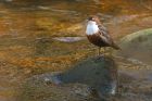 dipper_brock_240323c.jpg