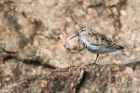 dunlin_RP_190422a.jpg