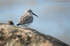 dunlin_RP_190422b.jpg