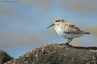 dunlin_RP_190422c.jpg