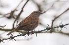 dunnock_MMWWT_100223a.jpg