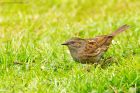 dunnock_gdn_010522b.jpg