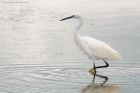 egret_conderPool_260722a.jpg