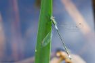 Filename=emerald_HB_280723a.jpg
Filesize=738KB
Dimensions=1300x867
Date added=Aug 28, 2025 emerald_HB_280723a.jpg