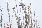 fieldfare_MM_021222a.jpg