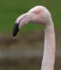flamingo_1703b.jpg