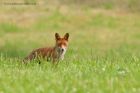 fox_110612bb~0.jpg