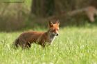 fox_110612h.jpg