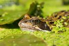 frog_gdn_040622a.jpg