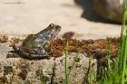 frog_gdn_060623aa.jpg