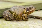 frog_gdn_210223a.jpg