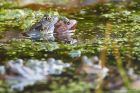 frogs_gdn_010322a.jpg