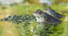 frogs_gdn_040322b.jpg