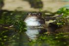 frogs_gdn_040322c.jpg