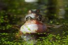 frogs_gdn_040322d.jpg