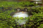 frogs_gdn_040322e.jpg