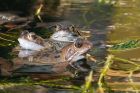 frogs_stack_290220.jpg