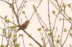 gardenWarbler_HB_050523a.jpg