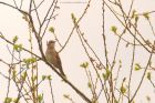 gardenWarbler_HB_050523b.jpg