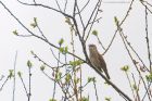 gardenWarbler_HB_050523c.jpg