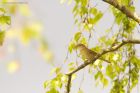 gardenWarbler_HB_050523e.jpg